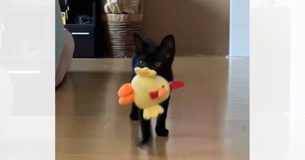 ぬいぐるみを投げると持ってきてくれる子猫→見失ってしまった結果…可愛すぎる『表情』が58万再生「前世絶対いぬやんｗ」「ニヤニヤしちゃった」
