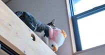 『ぬいぐるみを頑張って運ぶ猫』を見守っていたら…ちょっぴり切ない瞬間が39万再生「あっ、て声出た」「持っていきたかったのがわかるｗ」