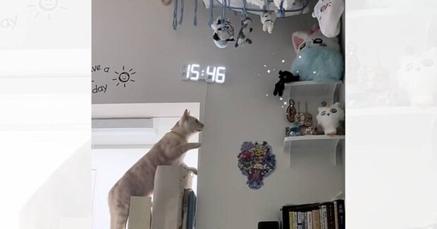 新しくぬいぐるみを買うと、猫に目をつけられて…思わず笑顔になる『可愛すぎる行動』が15万再生「みんな獲物なのかな」「愛おしいね」