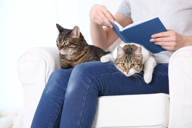 人のひざの上に乗る2匹の猫