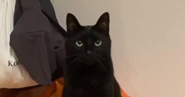 いつのまにか使い方をマスターしている…黒猫が座っていた『椅子』を見たら→まさかの光景に１万いいね「素晴らしいｗｗ」「可愛すぎる」