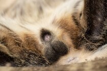 猫の『おなら』に現れる健康サイン4選　病気が隠れている場合も…