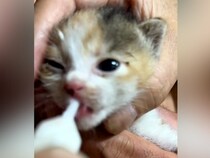 焼き肉をしていたら、資材置き場から『子猫の鳴き声』が聞こえて…『一家総出の救出劇』に「出会いは突然だけど必然」「元気な鳴き声」と反響