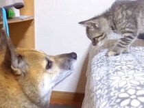 ７歳になった２匹の猫→子猫時代から犬に育てられて…頼れる存在になるまでの『尊い成長記録』に感動「おねむシンクロ可愛い」「天使たち」