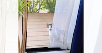 『雨宿りをしていた野良猫』と仲良くなっていって…家の中に入りたがるのでいれてみた結果→心温まる光景が65万再生「前世からの繋がりかも」