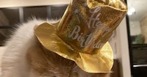 愛猫の１歳の誕生日→盛大に祝おうとパーティーをしたら…ネコが見せた『まさかの表情』に爆笑の声続出「顔が良すぎるｗ」「やる気のない主役ｗ」