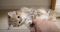 横になって寝転んでいる子猫→お腹をくすぐってみると……思わず笑みがこぼれる『可愛い反応』に反響「癒されるな～」「とても愛らしい」