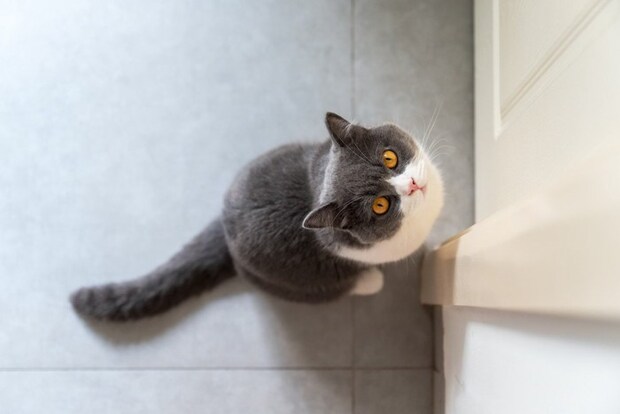 閉じた扉を眺める猫