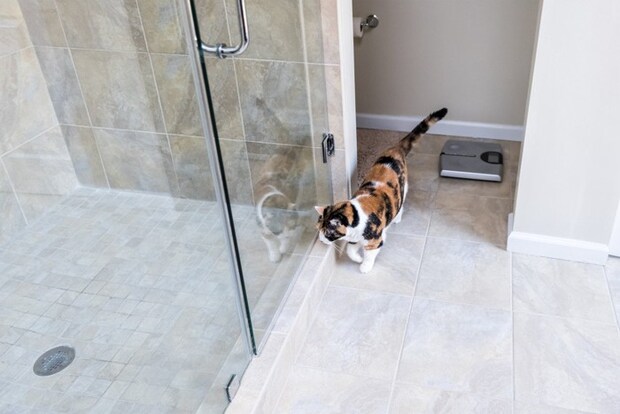 ガラスの扉が開くのを待つ猫