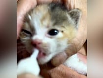 焼き肉をしていたら、資材置き場から『子猫の鳴き声』が聞こえて…『一家総出の救出劇』に「出会いは突然だけど必然」「元気な鳴き声」と反響