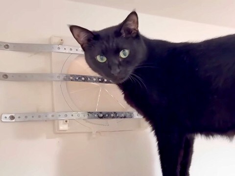 脱走に使う予定の『換気口』をパパにふさがれてしまった黒猫→開けてほしくて見せた、あまりにも『切実なアピール』に「諦めの悪さｗ」と反響