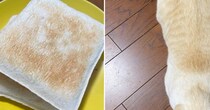トーストを見ていたら、似ているなと思って…猫のことを上から見てみると→そっくりすぎる模様に２万いいね「ちょうど美味しそうな焦げ具合」