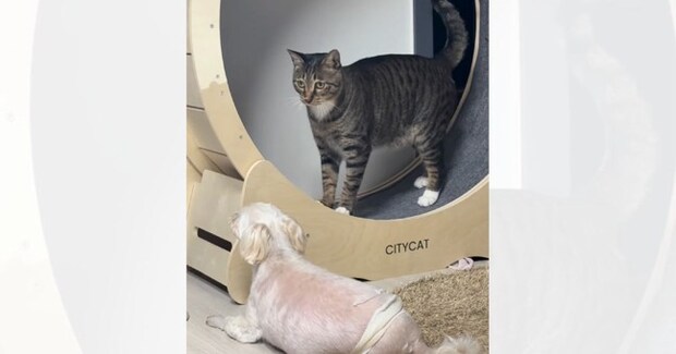 全力疾走する猫→突然止まったかと思ったら…近くにいた犬に見せた『まさかの行動』が4004万再生「なんでｗｗ」「クレイジーｗ」＜海外＞