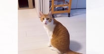 猫に呼ばれてついて行ってみた結果…テレビの前で見せた『可愛すぎるおねだりの様子』が49万再生「すごい賢い」「お喋りが上手」と反響