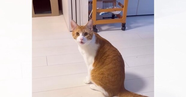 猫に呼ばれてついて行ってみた結果…テレビの前で見せた『可愛すぎるおねだりの様子』が49万再生「すごい賢い」「お喋りが上手」と反響