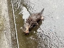 大雨の日、母親に置き去りにされた『ボロボロの子猫』を保護→出会いから４年が経つと…現在の様子に感動「本当にありがとう」「幸せだね」