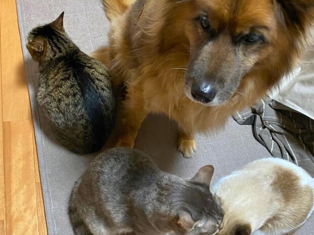 猫たちに囲まれる犬