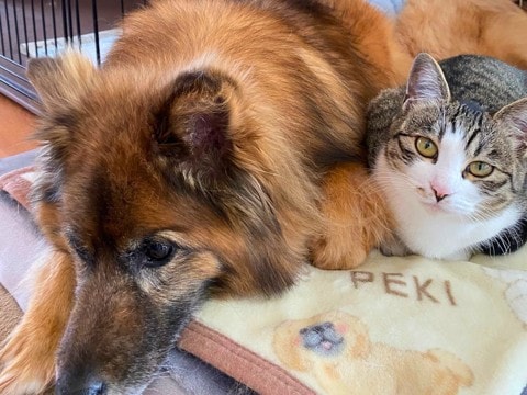 『猫と犬』が仲良く生活するためのポイント4つ　安全に同居させる方法やしつけの工夫もご紹介