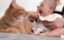 生まれたばかりの赤ちゃん→初めてネコのことを撫でたら…涙が出るほど『可愛すぎる光景』が11万再生「尊すぎて泣ける」「すごく癒された」