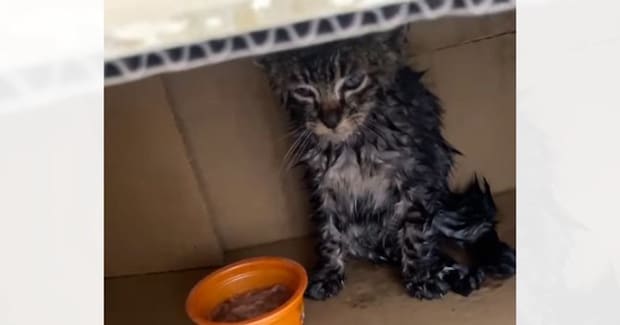 雨の中『衰弱している子猫を保護してほしい』と連絡があり、向かった結果…拾われた時の光景に涙が出ると194万再生「泣ける」「ありがとう」