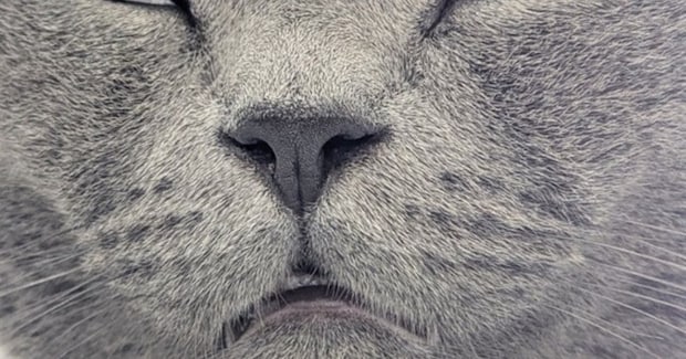 眠っているネコの『顔』を見たら…衝撃的すぎる光景に３万いいねの反響「ギャー目がｗ」「魂抜けた？ｗ」「不覚にも笑ってしまった」と爆笑の声