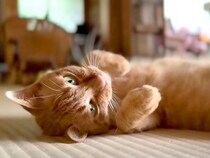 畳の上でゴロゴロしている猫が、次の瞬間…お風呂に連行されることになってしまった『まさかの悲劇』に「心を許してる証拠」「ドジっ子発揮」