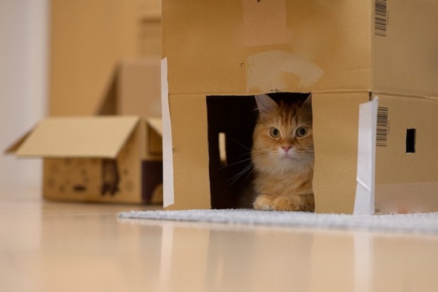 段ボールハウスに入った猫