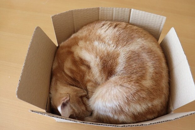 段ボールに丸まって寝る猫