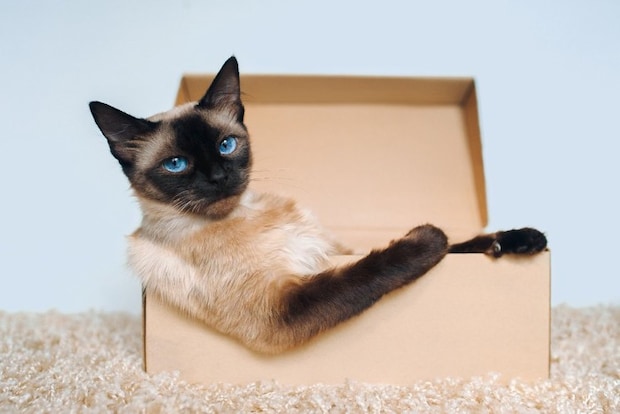 段ボールから身を乗り出す猫