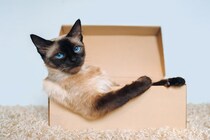 猫が『段ボール』に夢中になる理由5つ　なぜ入りたがるの？心理・習性のヒミツとは