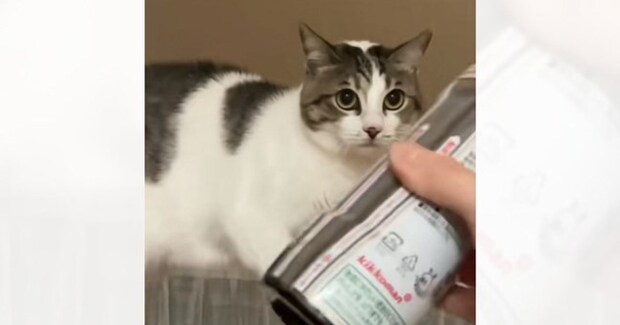 ネコに『醤油』を見せてみると……可愛すぎて笑っちゃう『まさかの行動』が11万再生「塩分濃度が気になるのかも」「なんでなんｗ」