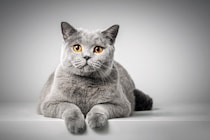 世界各国を代表する猫種4選　それぞれの特徴や魅力をご紹介
