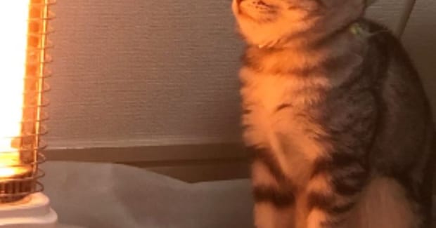 ストーブの前に座る猫→『表情』を見たら……思わず笑ってしまう光景に20万いいね「幸せ噛みしめてるw」「めっちゃ温まってるw」