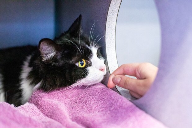 緊張した表情で顔を手に近づける猫