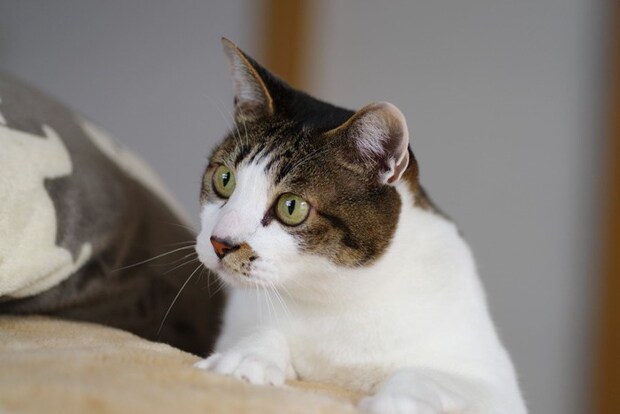 ワクワクした顔の猫