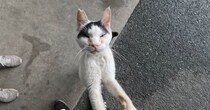 必死にしがみついてきた『ガリガリぼろぼろの野良猫』…蹴られてもなお『人間を信じ続ける姿』が60万再生「涙が出る」「幸せになってね」