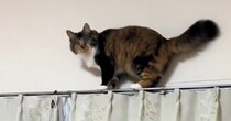 カーテンレールの上に乗っていた猫→『怒り顔』で見つめてみたら…『可愛すぎる反応』に反響「言い訳してるｗ」「怒らないでと申してる」