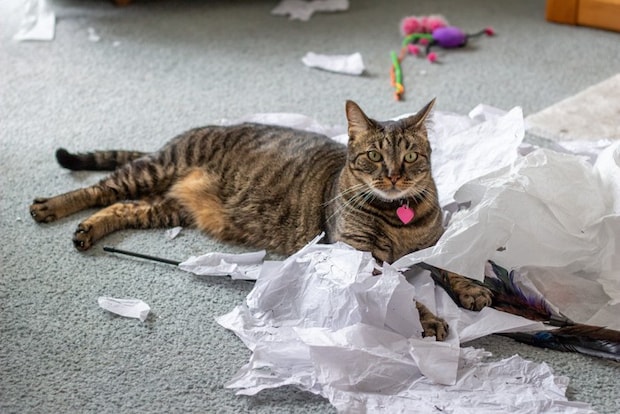 ティッシュをちぎりまくった猫