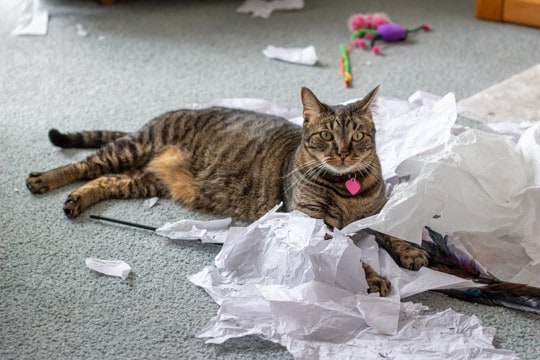猫との生活における『理想と現実』の違い3つ 飼って初めて気付く大変なこととは