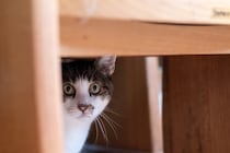 猫が嫌がっている『飼い主のNG行動』5選　控えるべき理由や与えかねない悪影響