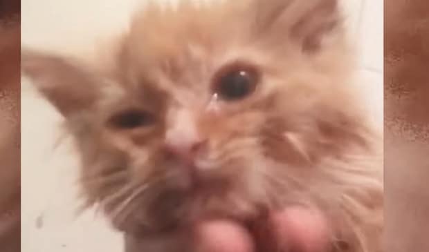 チャトラ子猫の顔アップ