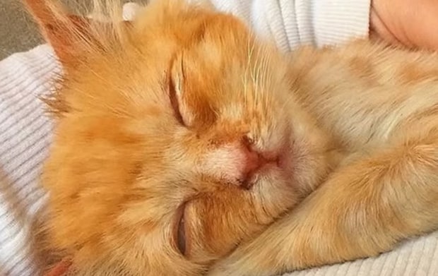 チャトラ子猫の顔アップ