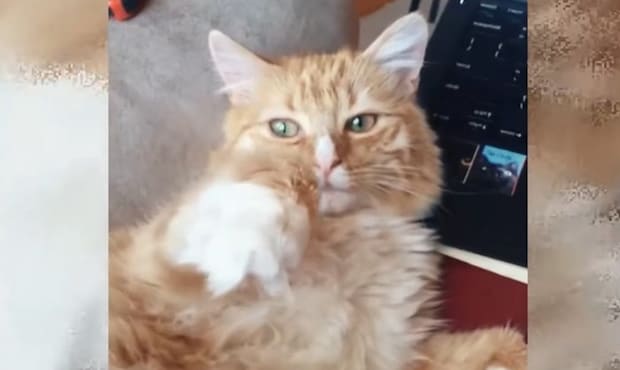 チャトラ猫とPC