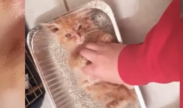 猫砂に寝転ぶチャトラ