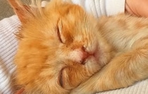 数日で力尽きると思われた子猫が驚きの回復！小さな体で必死に戦う姿に感涙