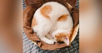 カゴの中で丸まって『ゆったりと眠っていた子猫』→現在……可愛すぎるビフォーアフターに２万いいね「芸術作品ニャ」「ラテアートっぽい」