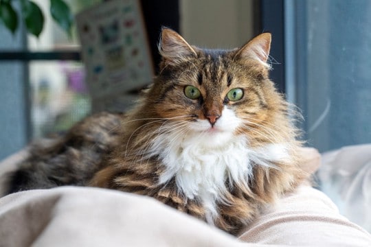 猫が『毛割れ』を起こしているときの原因3つ　病気が潜んでいる可能性から改善策まで