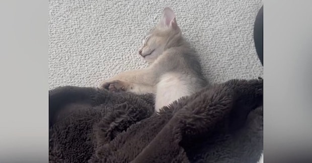眠っていた子猫→毛布をめくってみたら…想像もしていなかった『長すぎる光景』に1万9000いいね「吹き出しちゃった」「芸術的なフォルム」