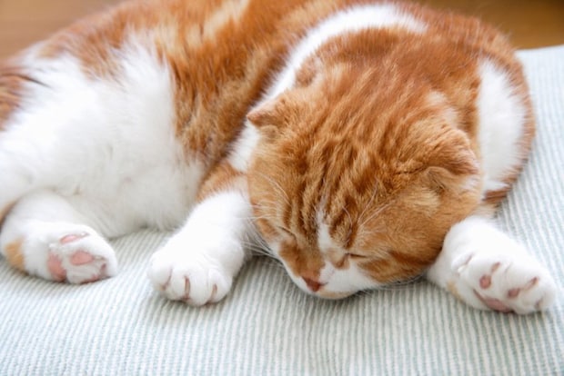 スコティッシュと滑らない床