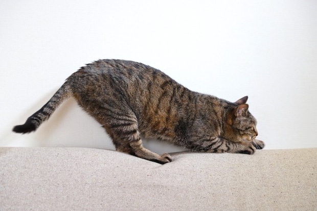 ソファーの背もたれで爪を研ぐ猫